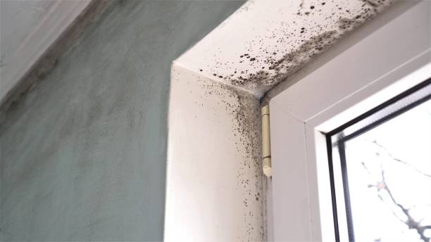 Best Same-Day Mold Removal  in Ellerslie, GA