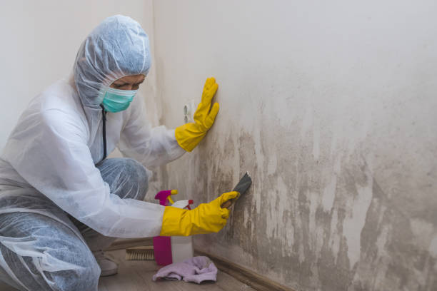 Best Commercial Mold Removal  in Ellerslie, GA