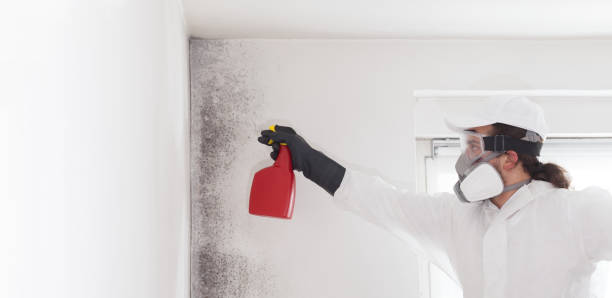 Best Mold Remediation  in Ellerslie, GA