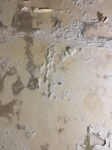 Best Mold Removal Near Me  in Ellerslie, GA