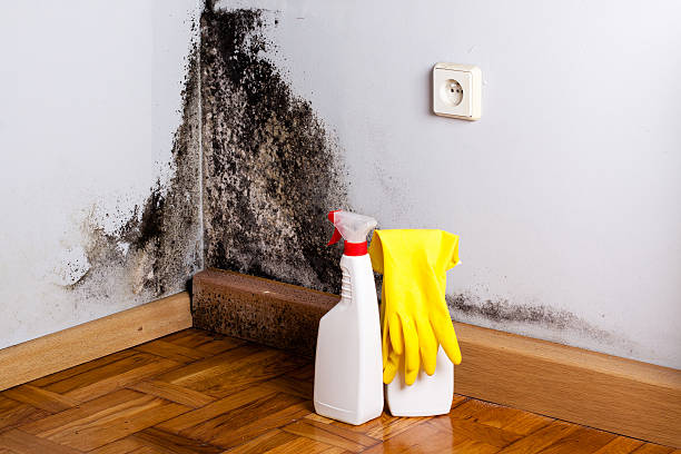 Professional Mold Removal in Ellerslie, GA